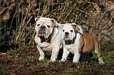 BULLDOG ANGLAIS 058